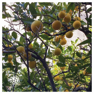 Naranjas y Vitamina C